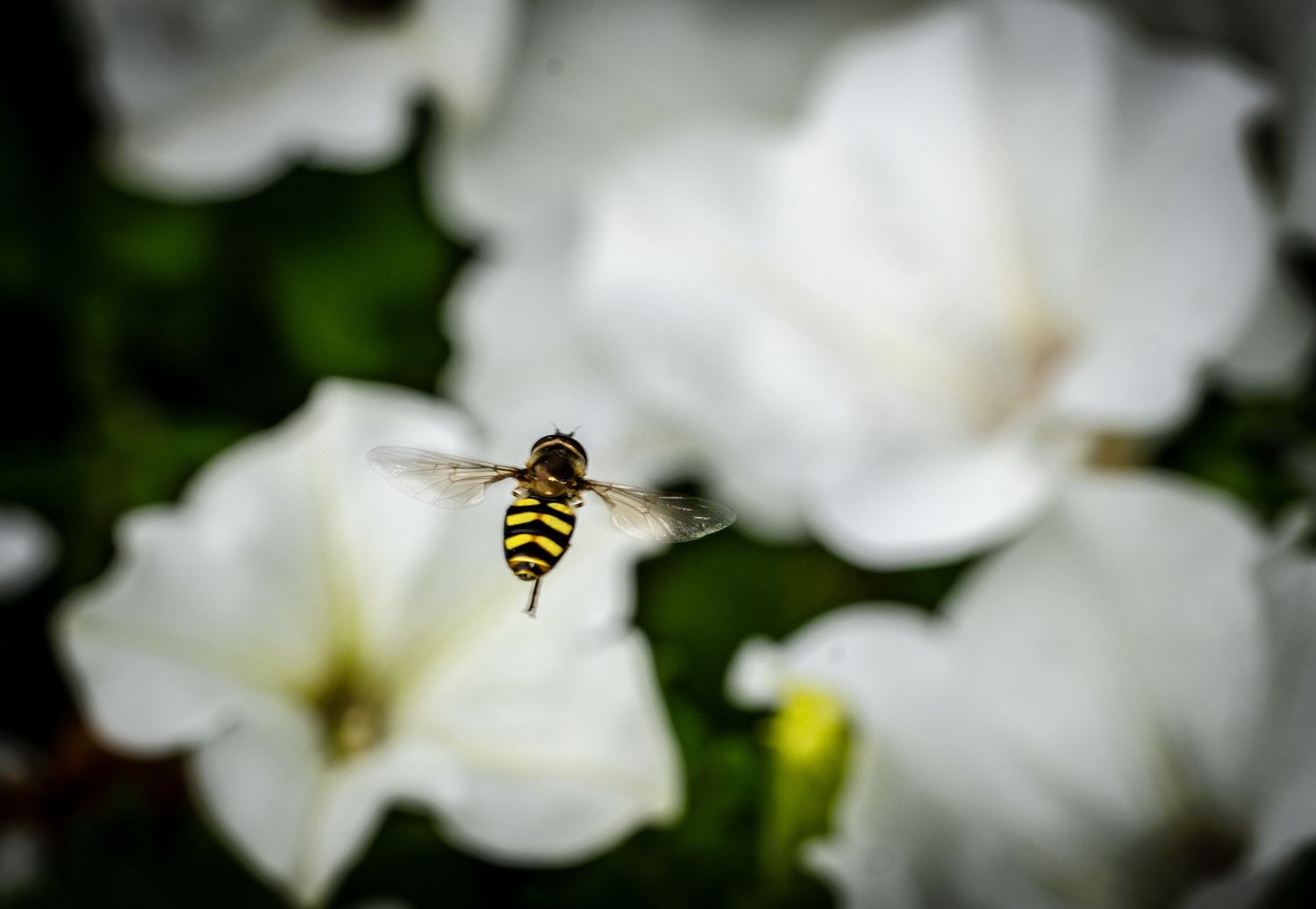 Hover fly in flight against white petunias creating a soft, dreamy effect.