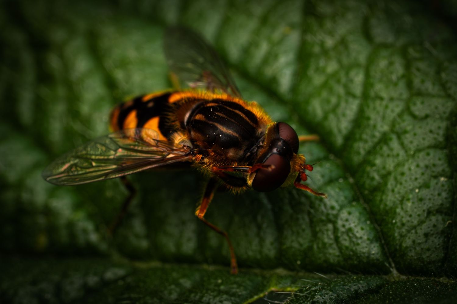Detailed macro photograph of hornet resting on green leaf.