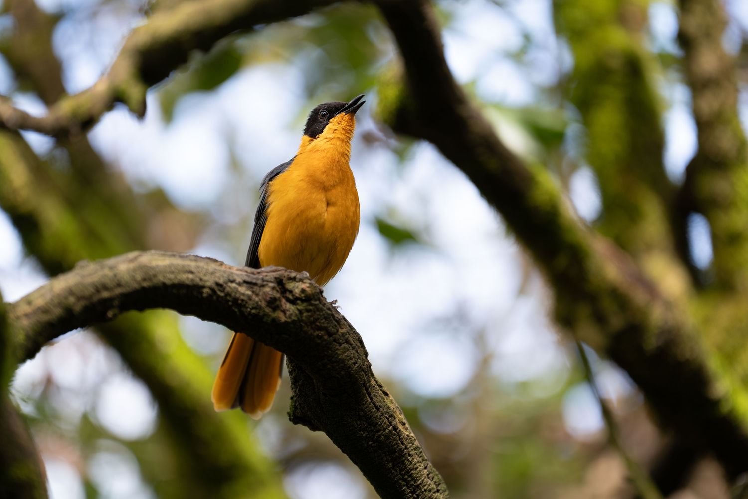 Orange and black oriole bird perched on a tree branch.