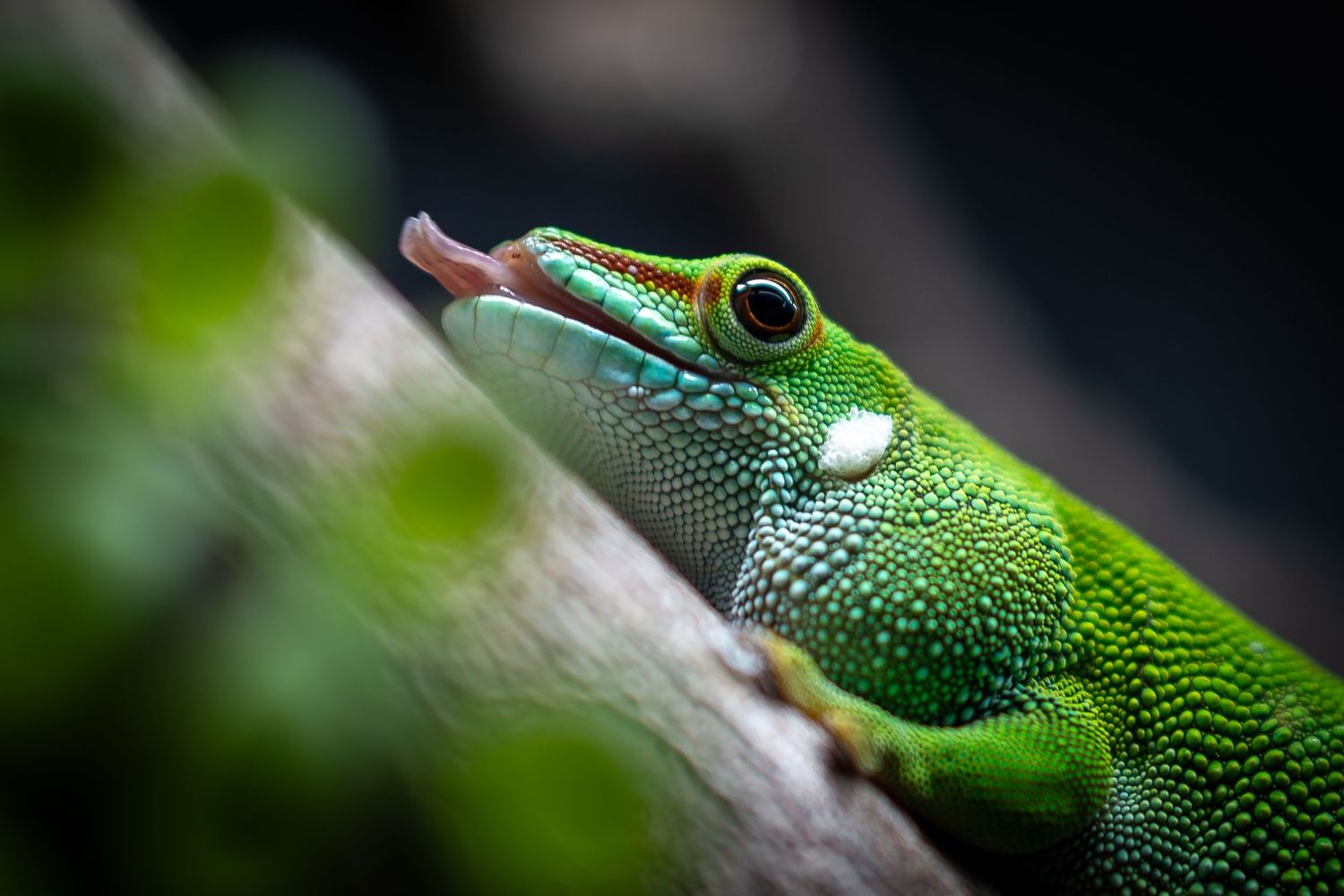 Close-up of a bright green tree frog with large red eyes perched on a branch.