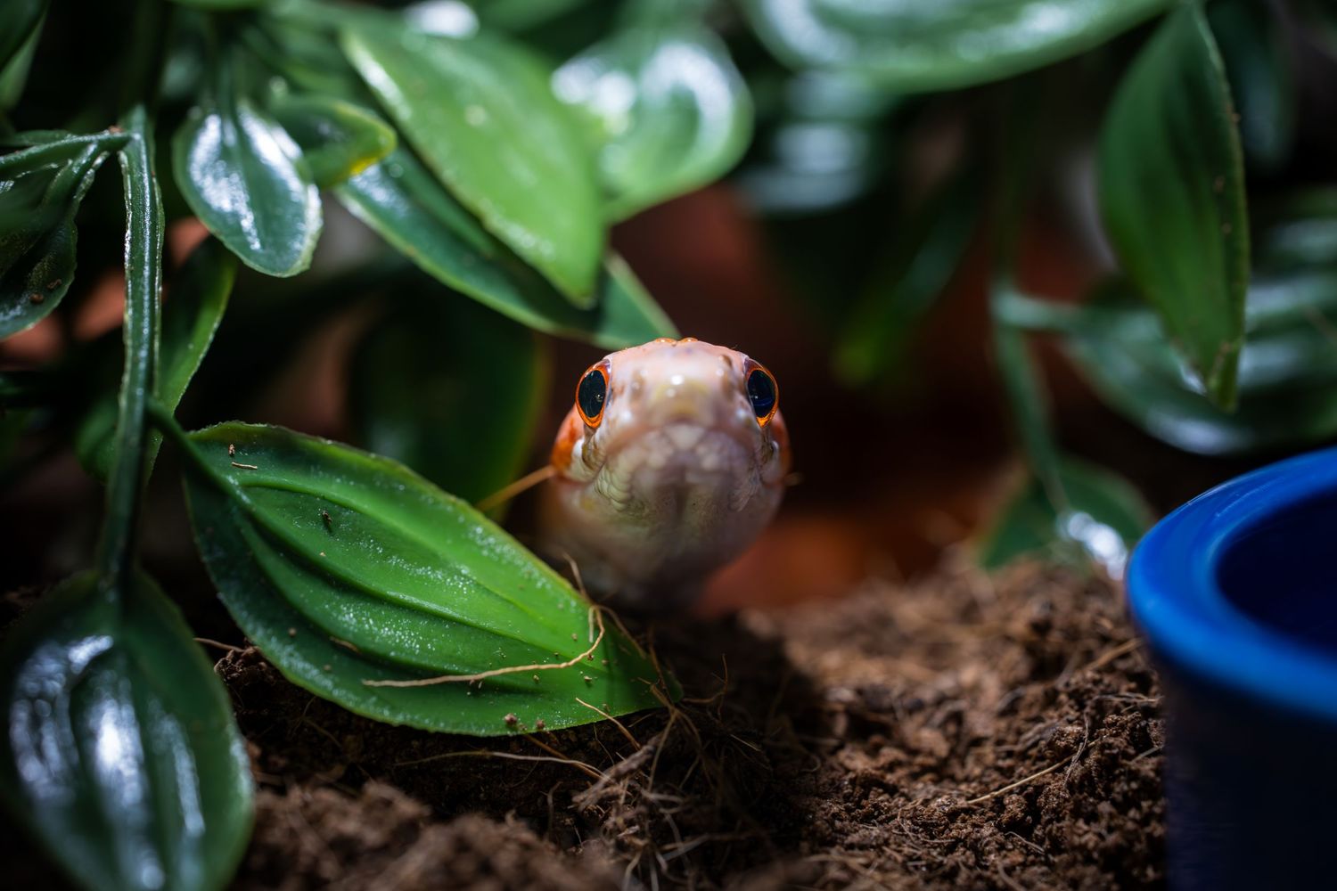 Close-up of a small mushroom growing among green leaves in dark soil.