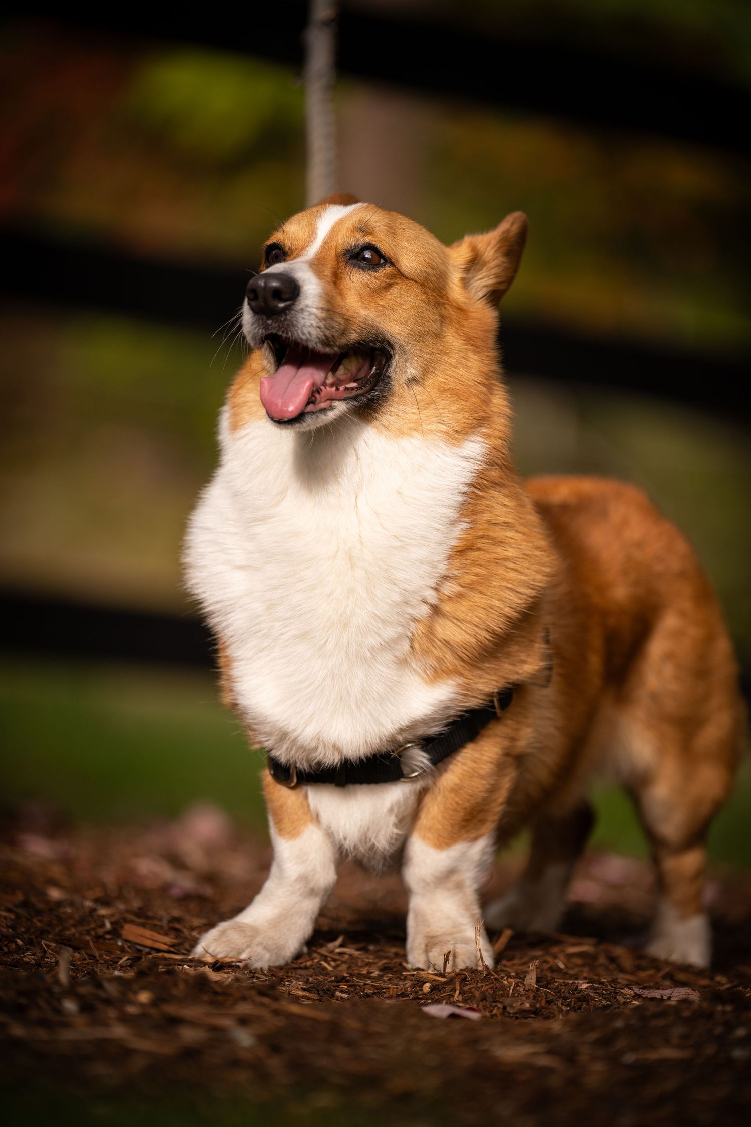 Corgi dog sitting on ground with autumn leaves in natural outdoor setting.