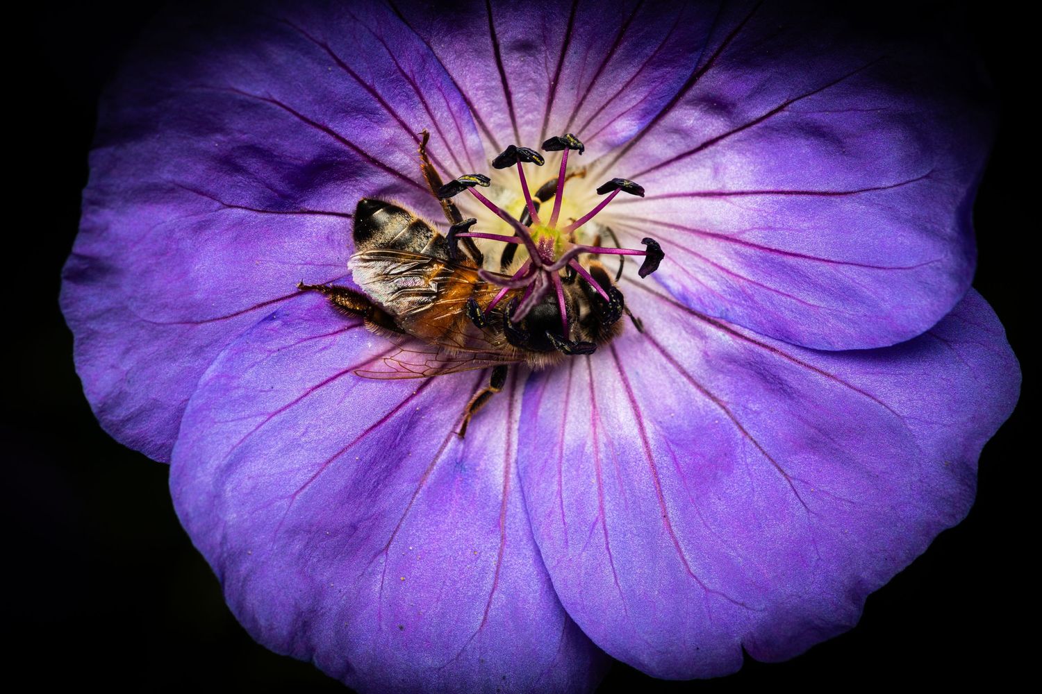 Bee gathering nectar on a purple geranium flower against dark background.