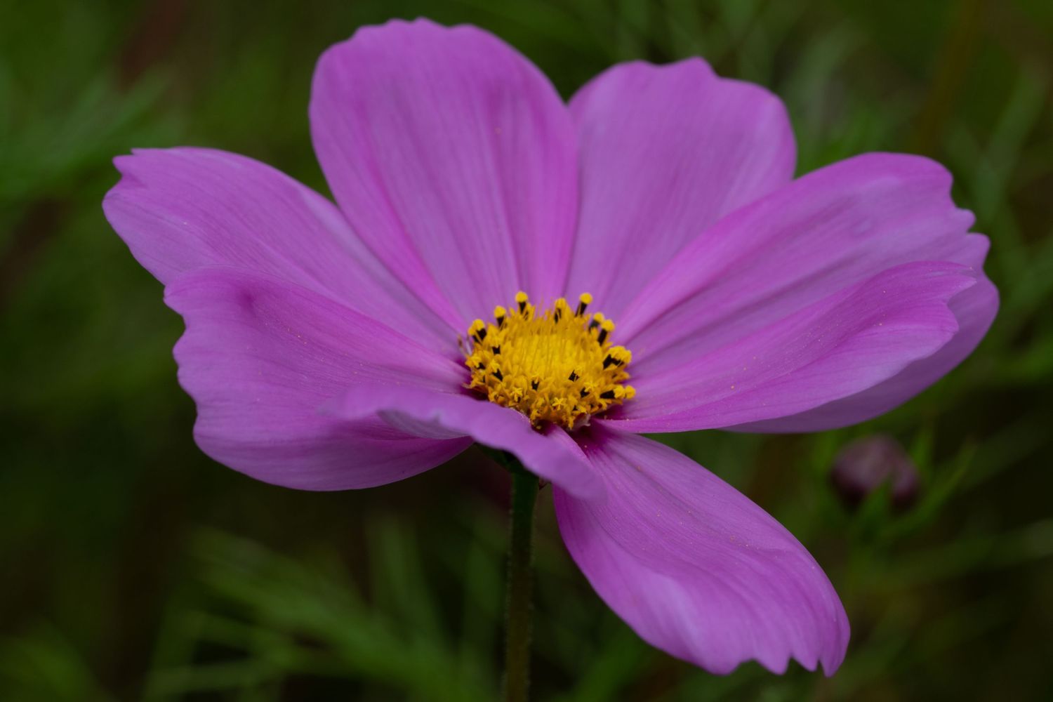 Single pink cosmos flower with yellow center blooming in garden setting.