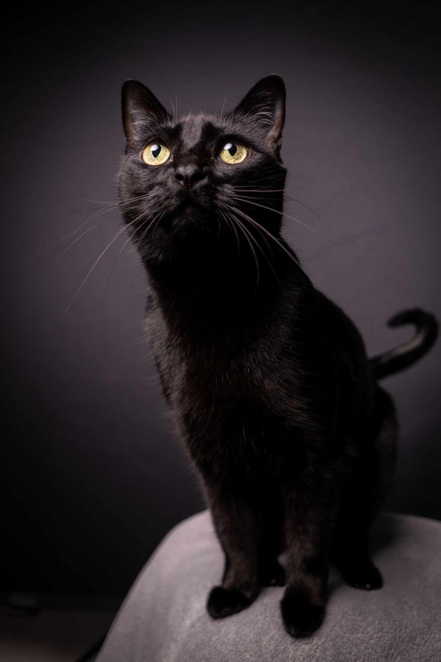 Black cat with golden eyes sitting regally against dark background.