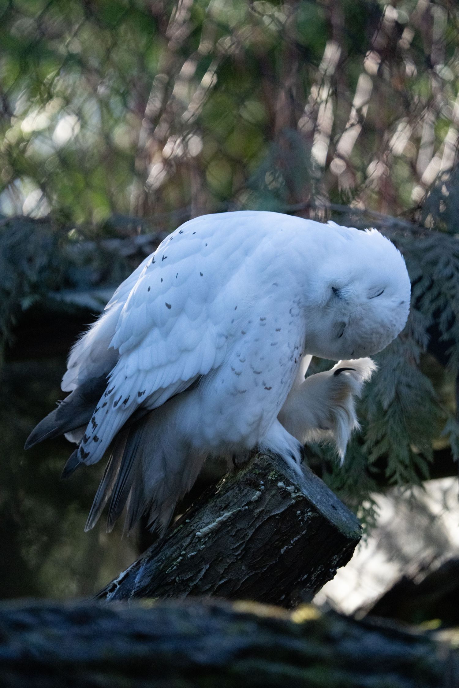 White egret bird stretching its neck in a sequence of motion.