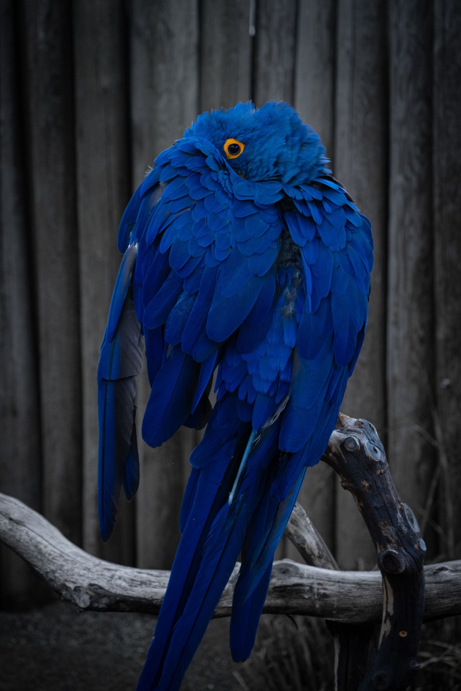 Vibrant blue hyacinth macaw perched on branch against dark background.