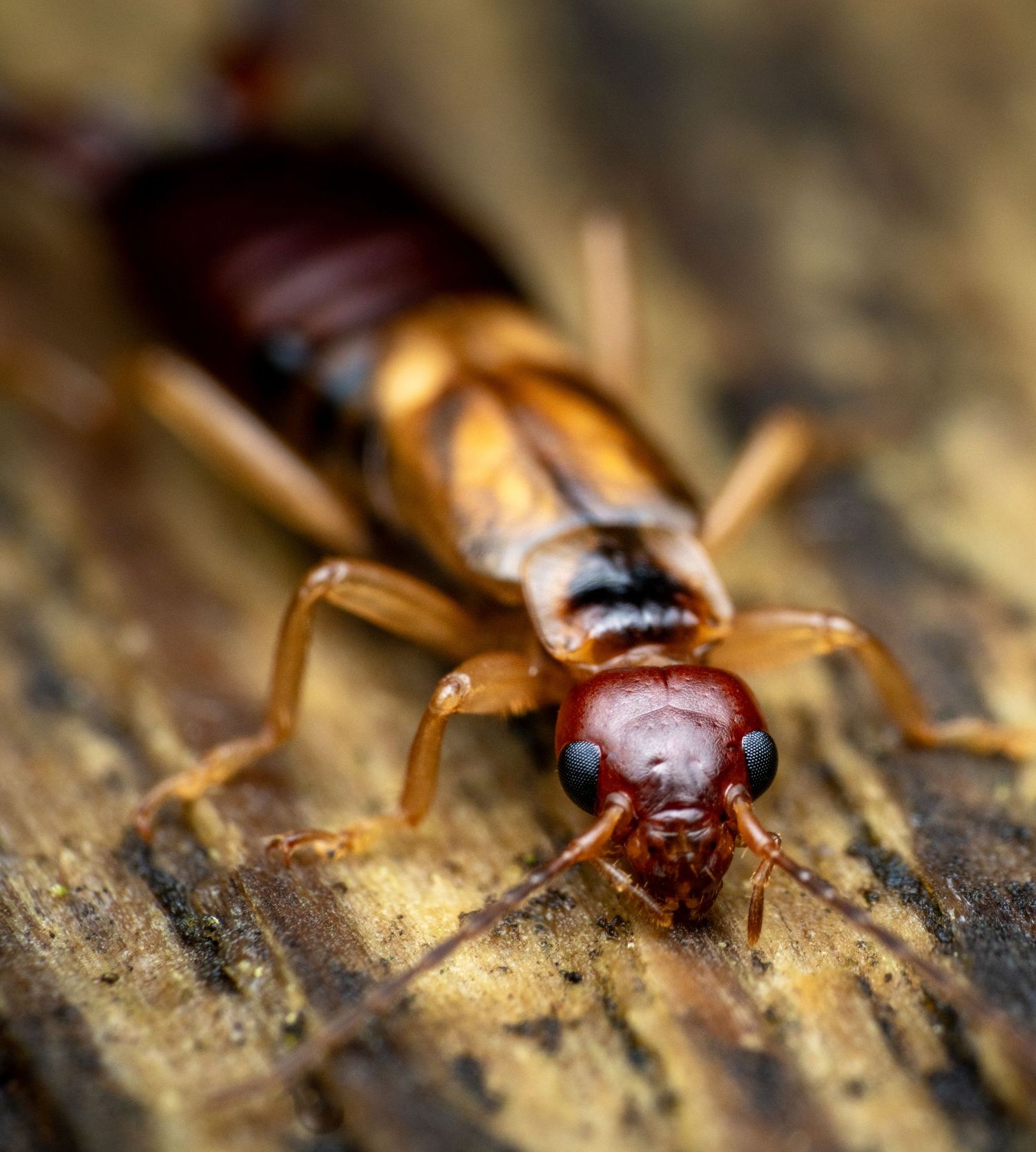 Close-up of a red and brown cockroach on wooden surface.
