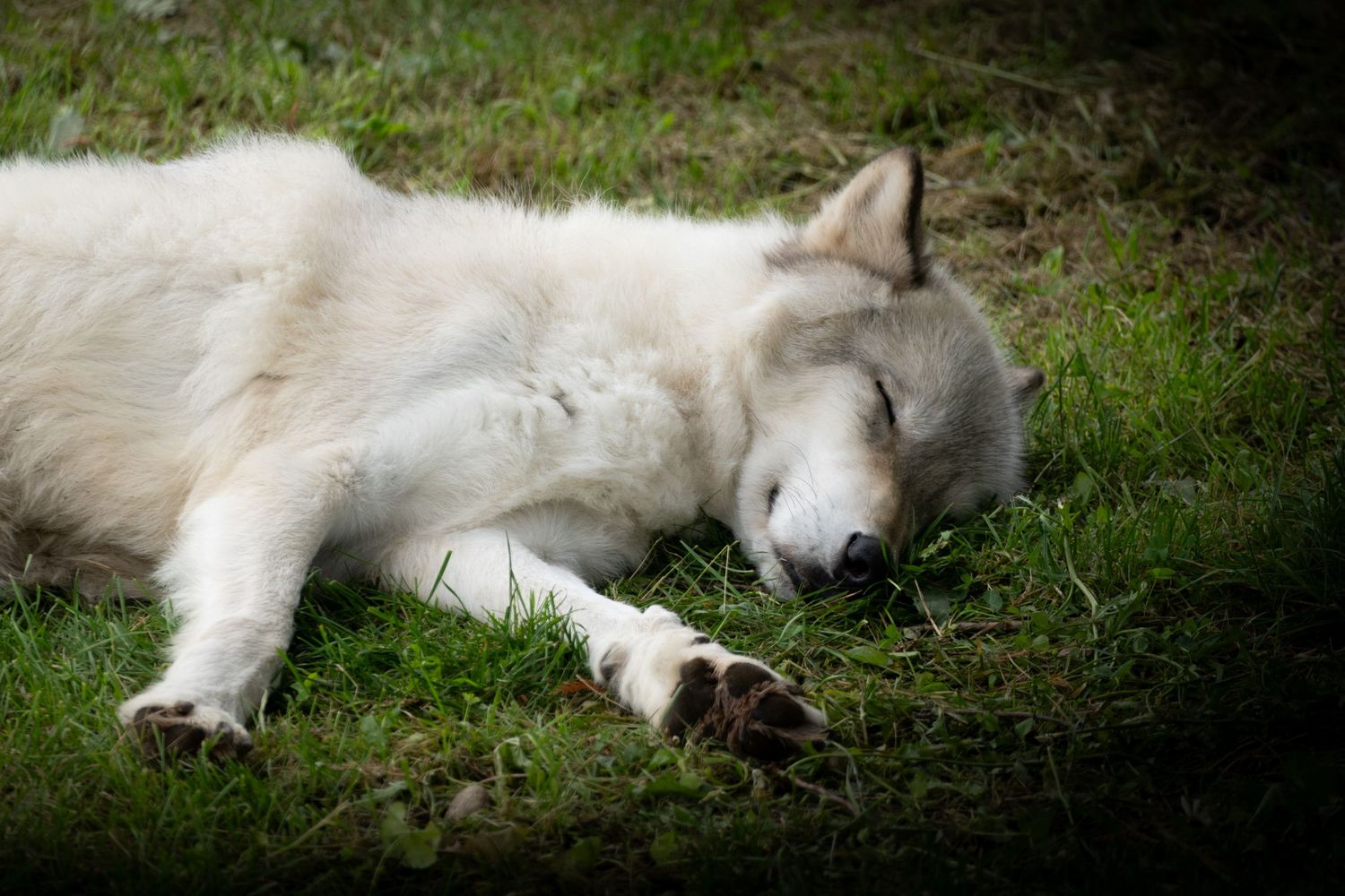 White dog sleeping peacefully on green grass in garden setting.