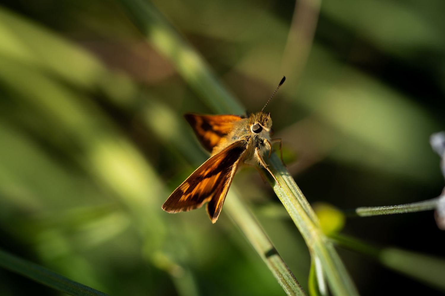 Small orange butterfly resting on green grass blade in natural setting.