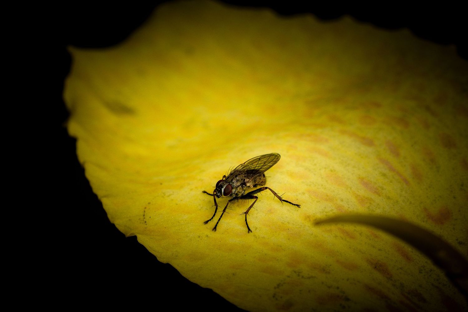 Silhouette of a fly on a yellow leaf against dark background.