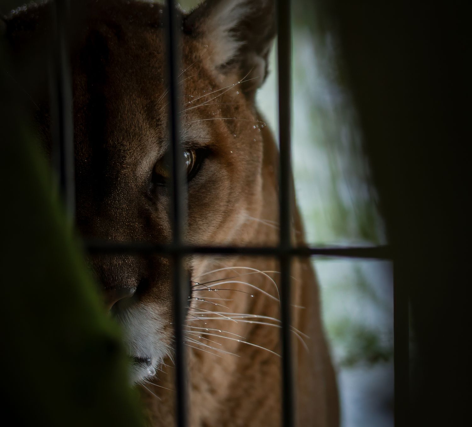 Close-up of a mountain lion's eye and facial features through foliage.