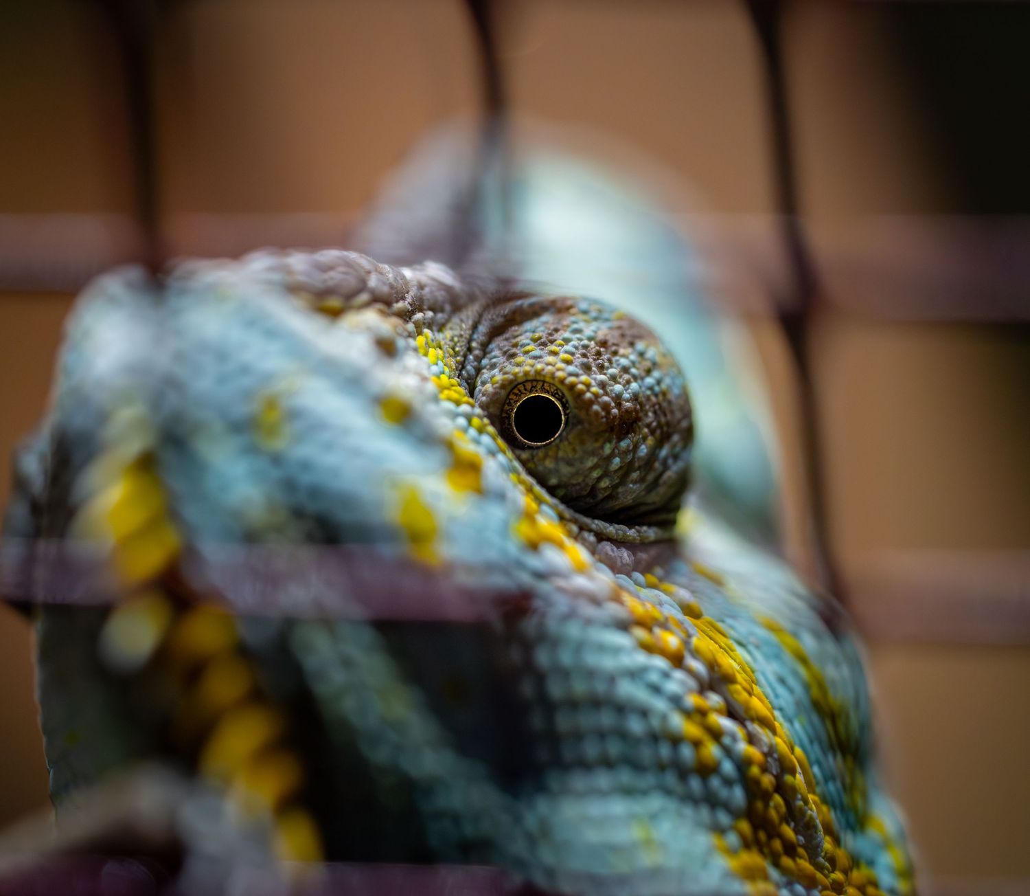 Colorful tree snake with blue and yellow patterns in sharp detail.