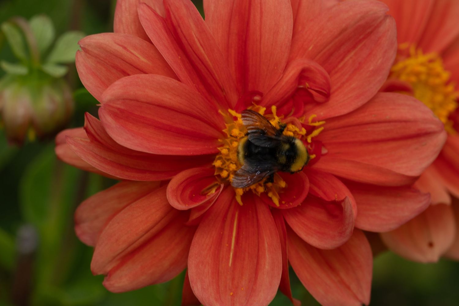 Bumble bee collecting pollen from the center of a coral-colored dahlia flower.