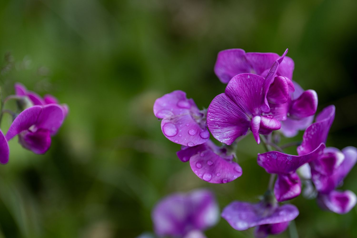 Purple sweet pea flowers with water droplets against blurred green background.