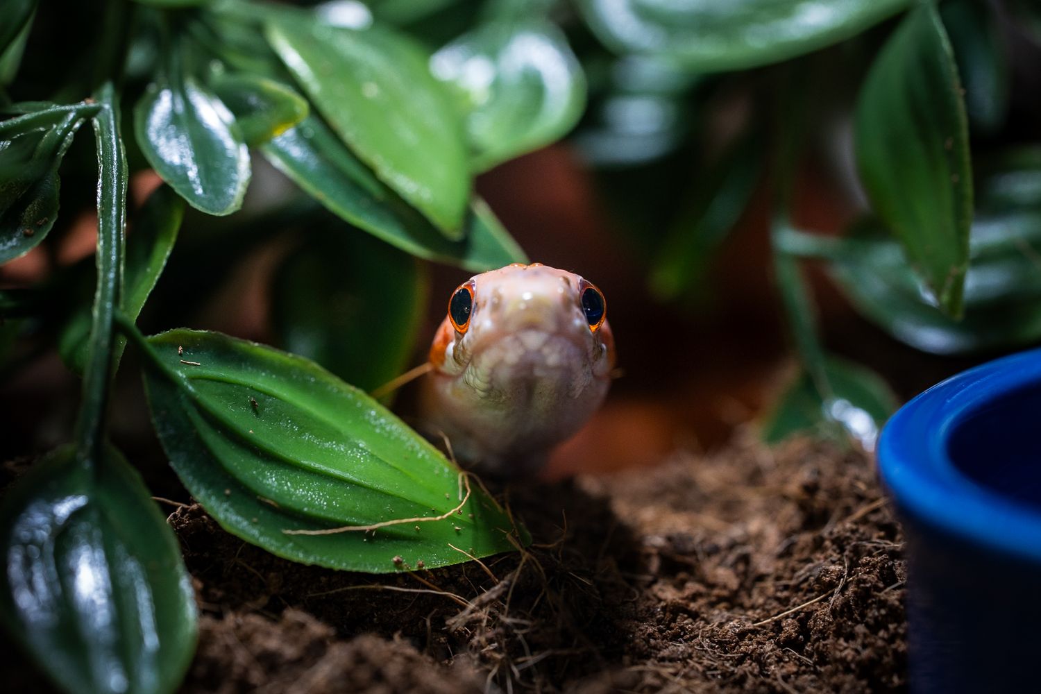 Green plant leaves with water droplets in rich soil macro shot.