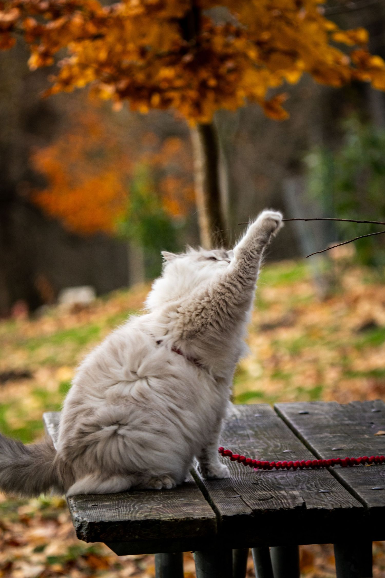 White cat stretching upward on wooden picnic table in fall setting.