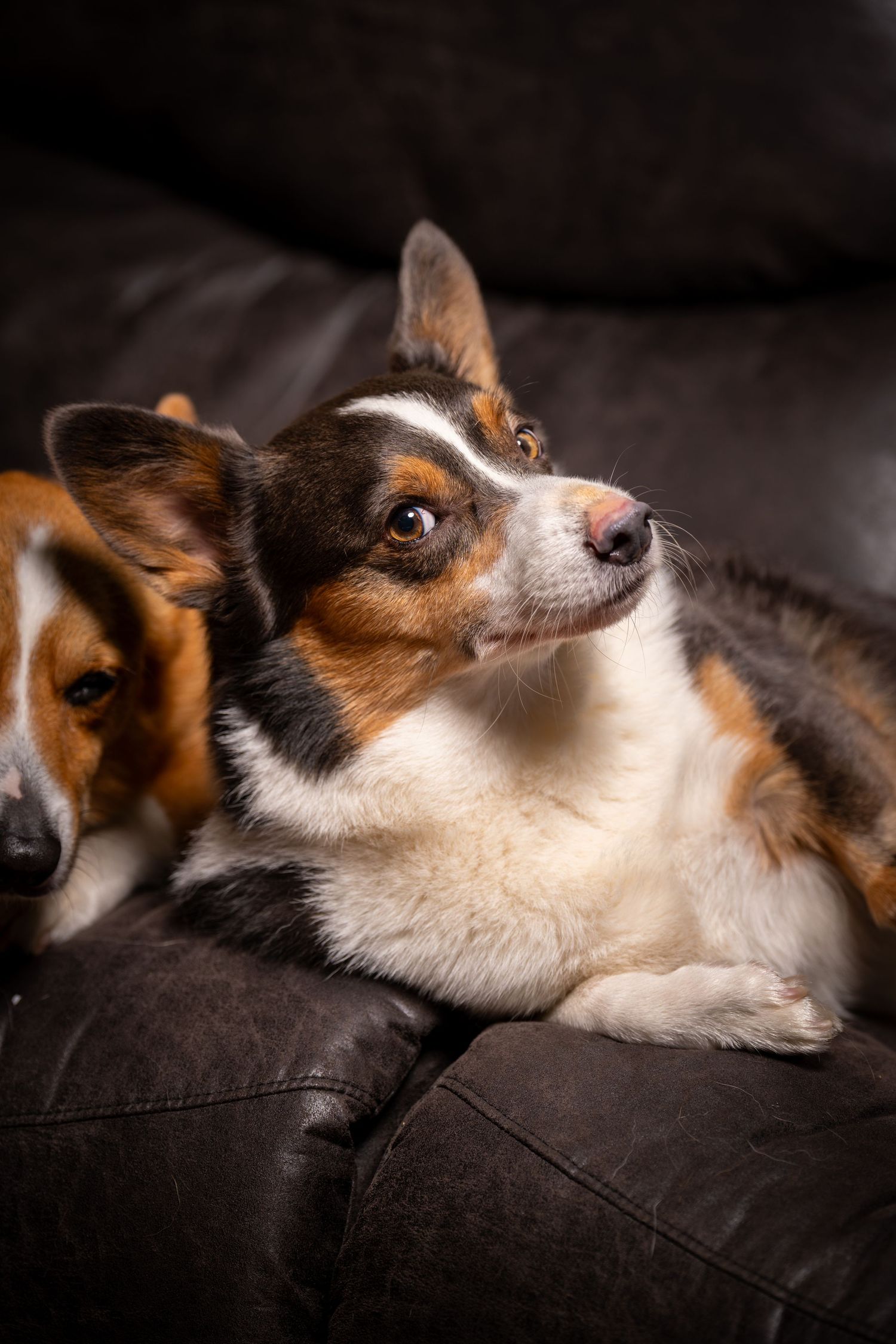 Series of artistic profile shots of a resting Chihuahua dog.