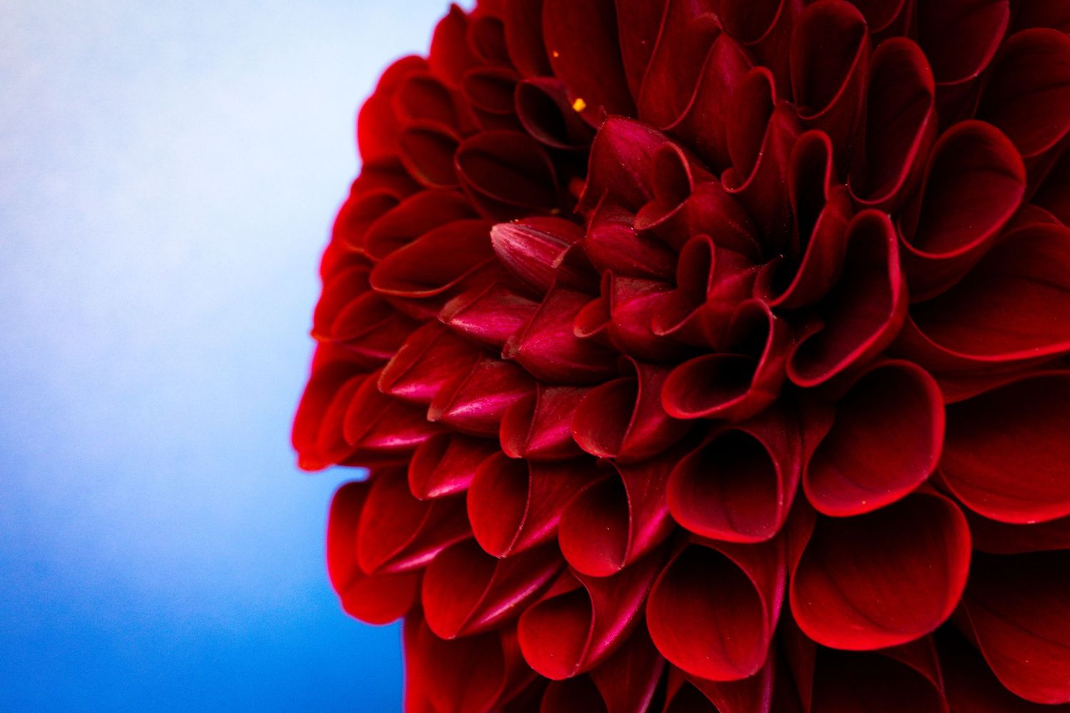 Close-up of a deep red dahlia flower showing intricate petal patterns.