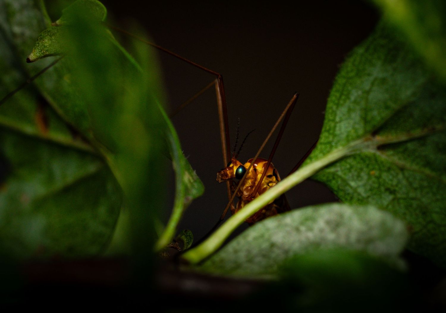 Cricket silhouette perched on green leaf in dark environment.