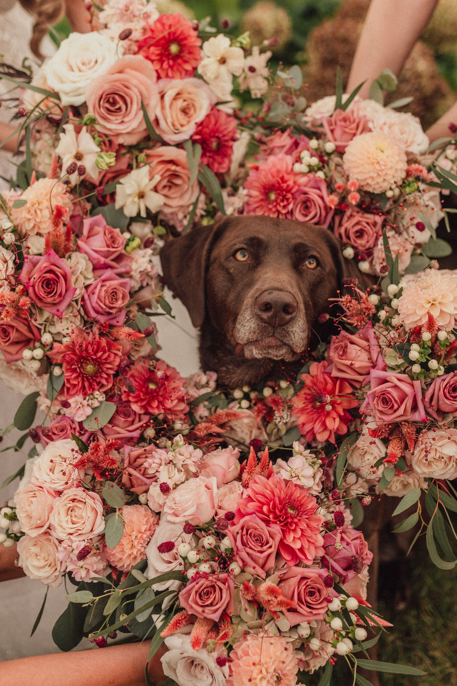 Chocolate Labrador dog peeking through pink and coral floral wedding arrangements.