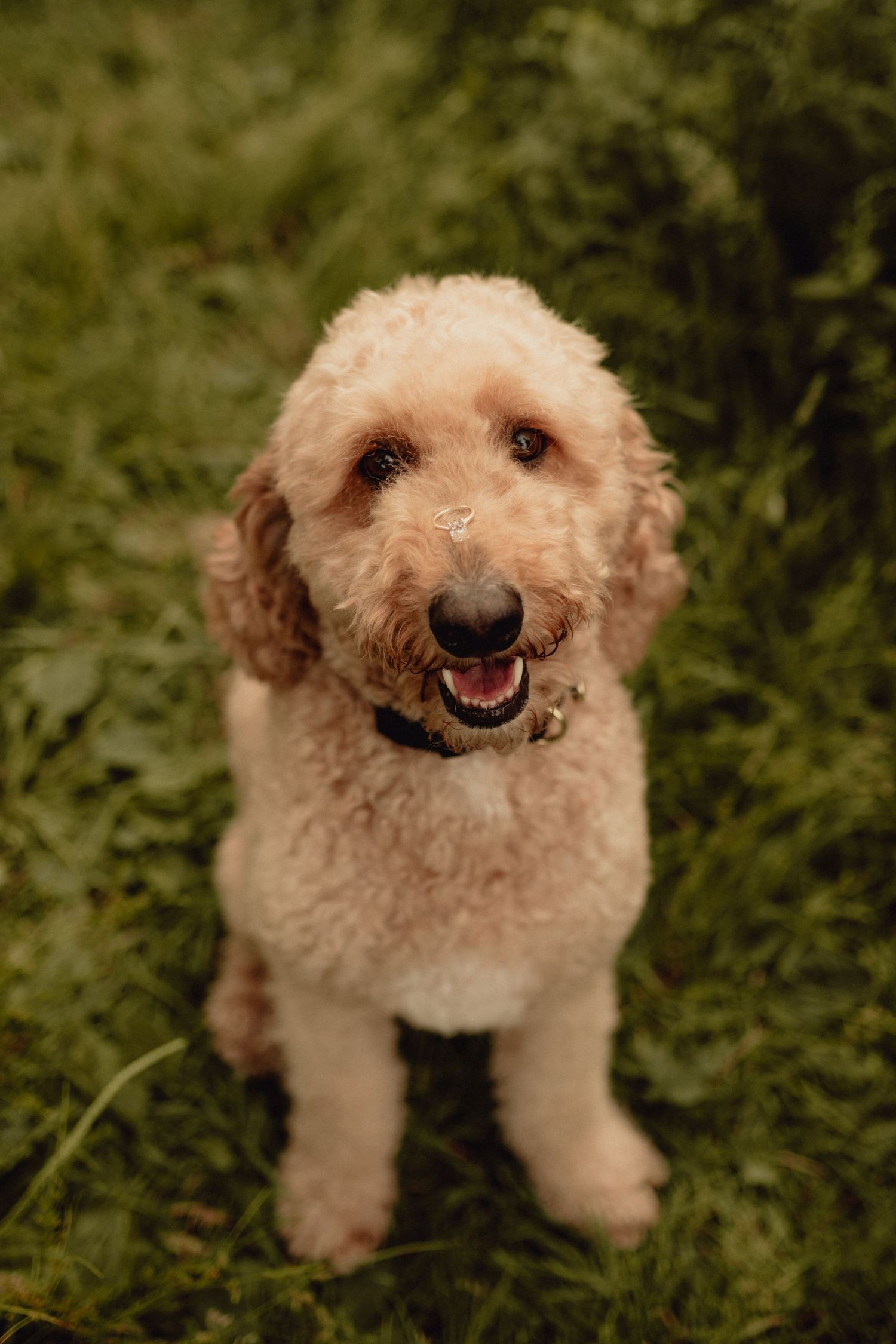 Close up portraits of a smiling goldendoodle dog with curly cream-colored fur.