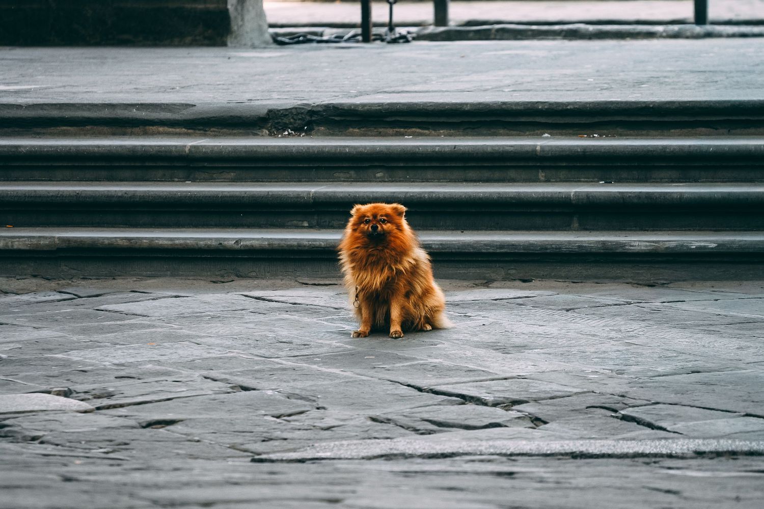 A fluffy orange Chow Chow dog sits alone on grey stone steps in an urban setting.