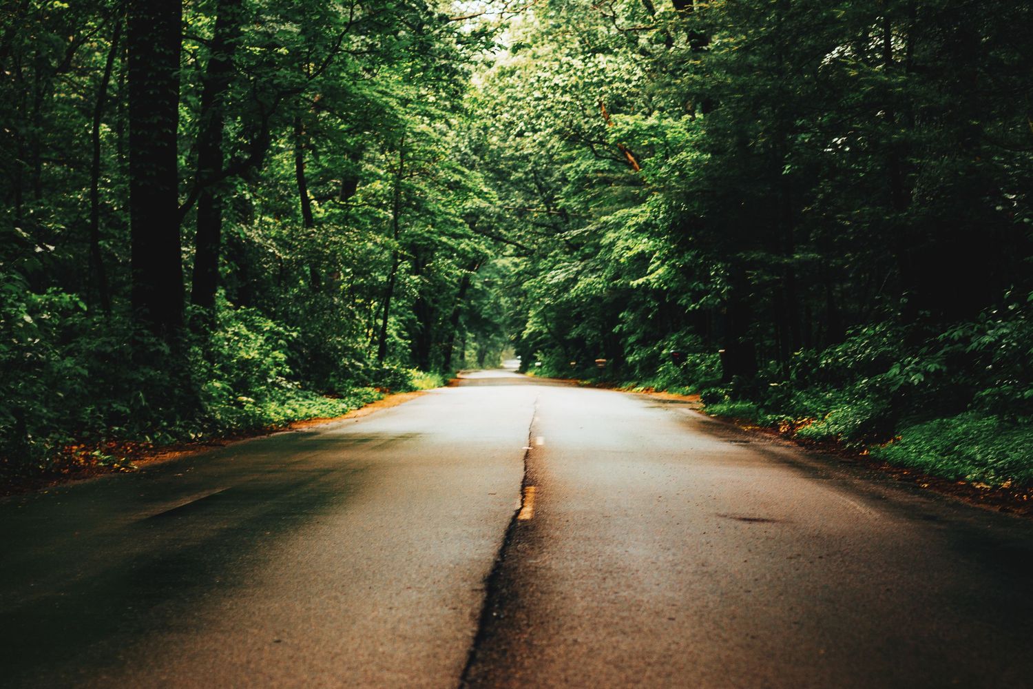 Tree-lined path through a lush green forest with sunlight filtering through the canopy.