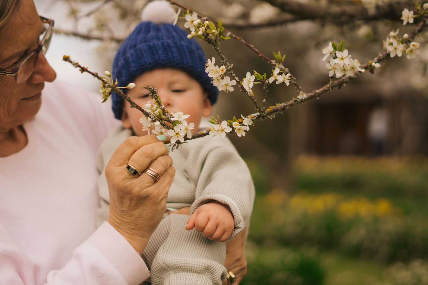 Cherry blossoms bloom against a soft blurred background in springtime.