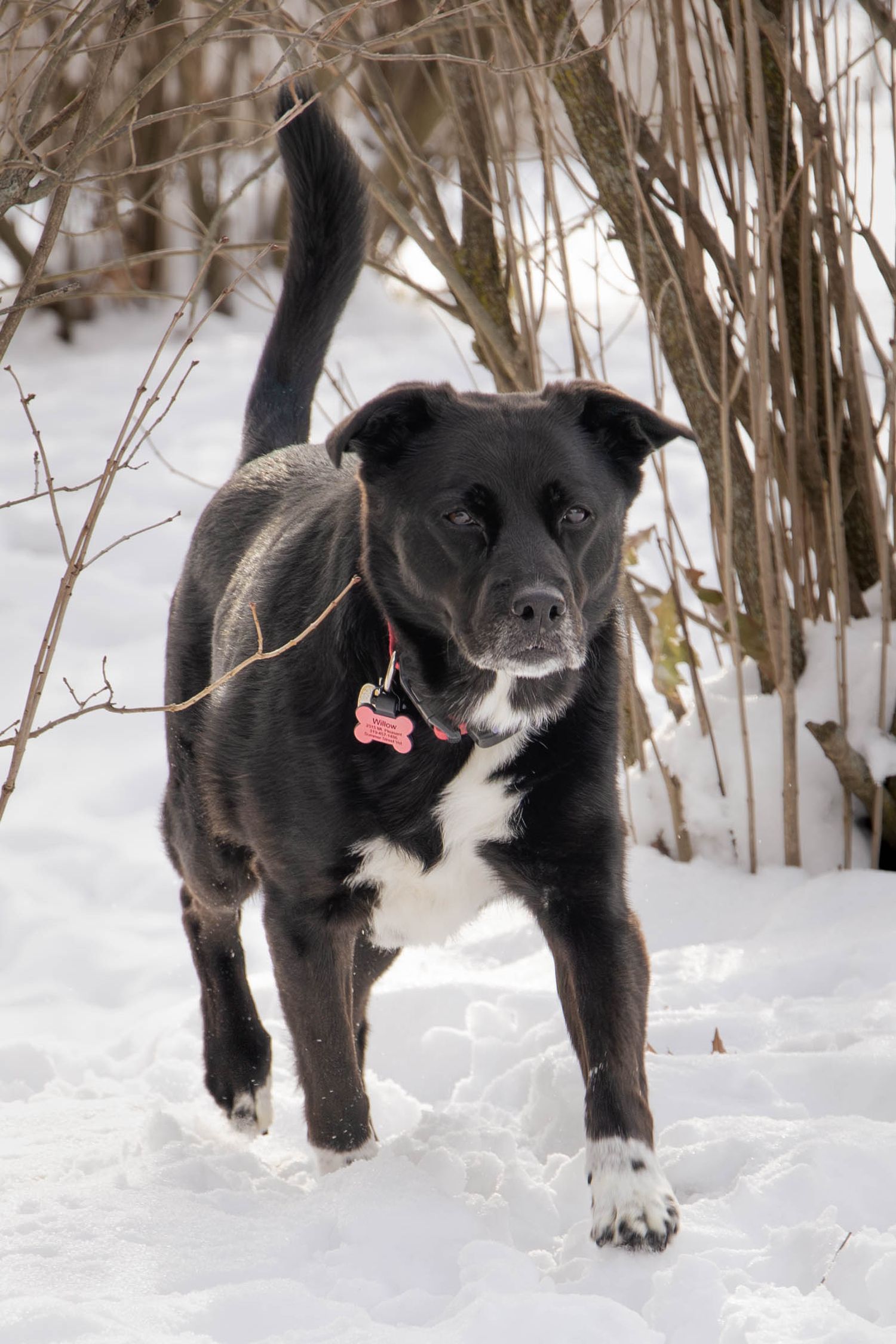 Focus and Frame Studios. Dog and pet photography