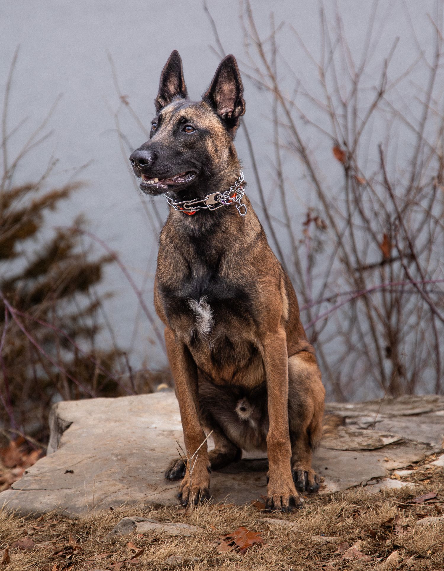 Dog portraits in Geode State Park