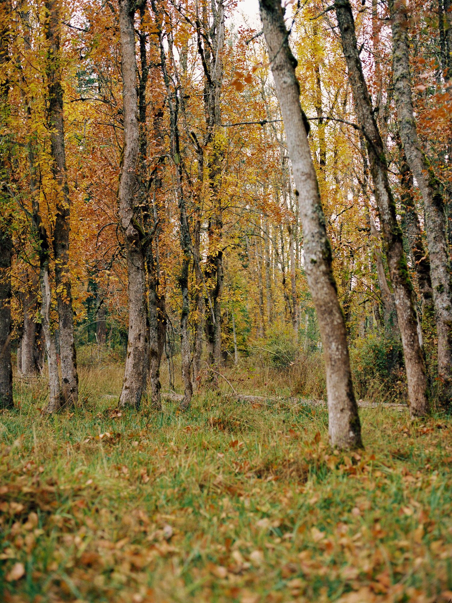 Fall trees during family portrait session in Seattle, Washington on film; editorial family photographer