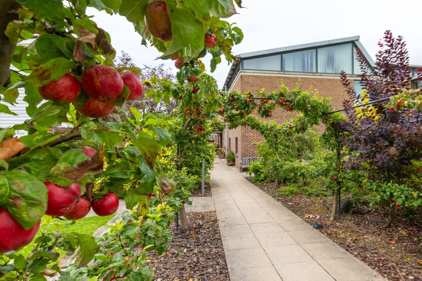 Ripe red apples hang on tree branches along a concrete pathway leading to a modern building exterior.
