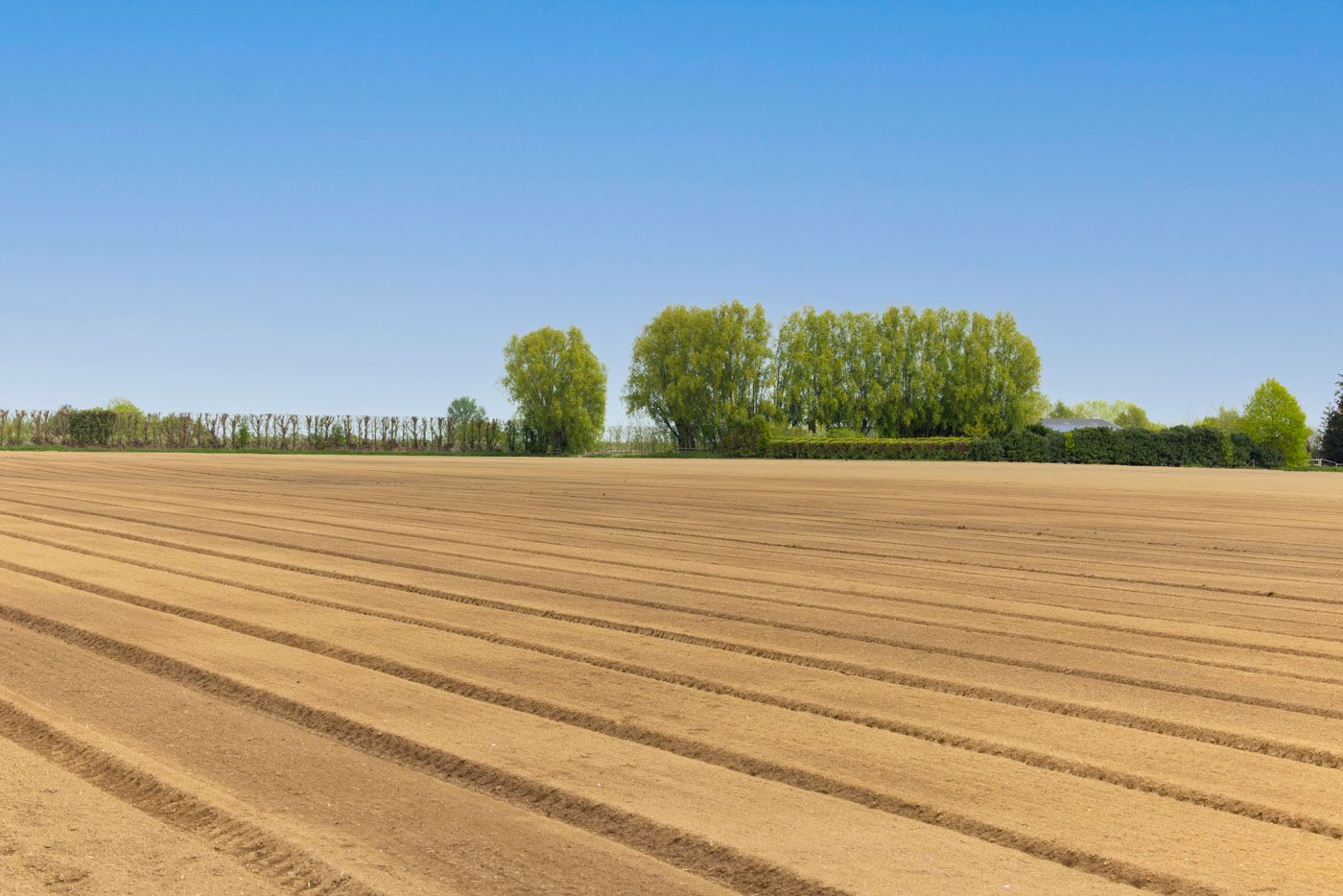 Plowed agricultural field with neat furrows stretches to a tree line under clear blue sky.