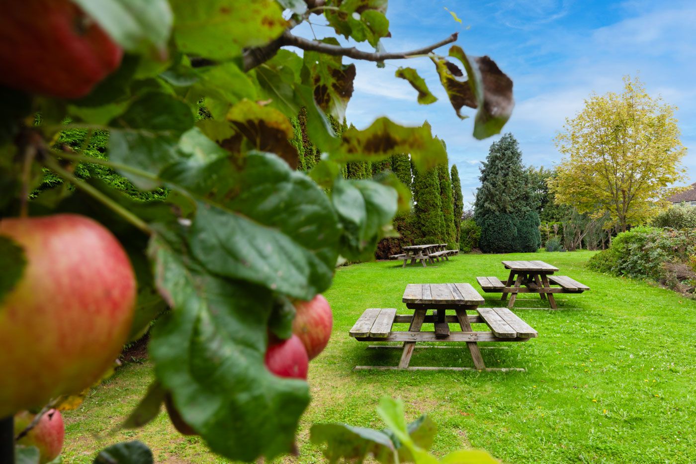 Red apples grow on branches near wooden picnic tables on a lush green lawn with autumn trees in the background.