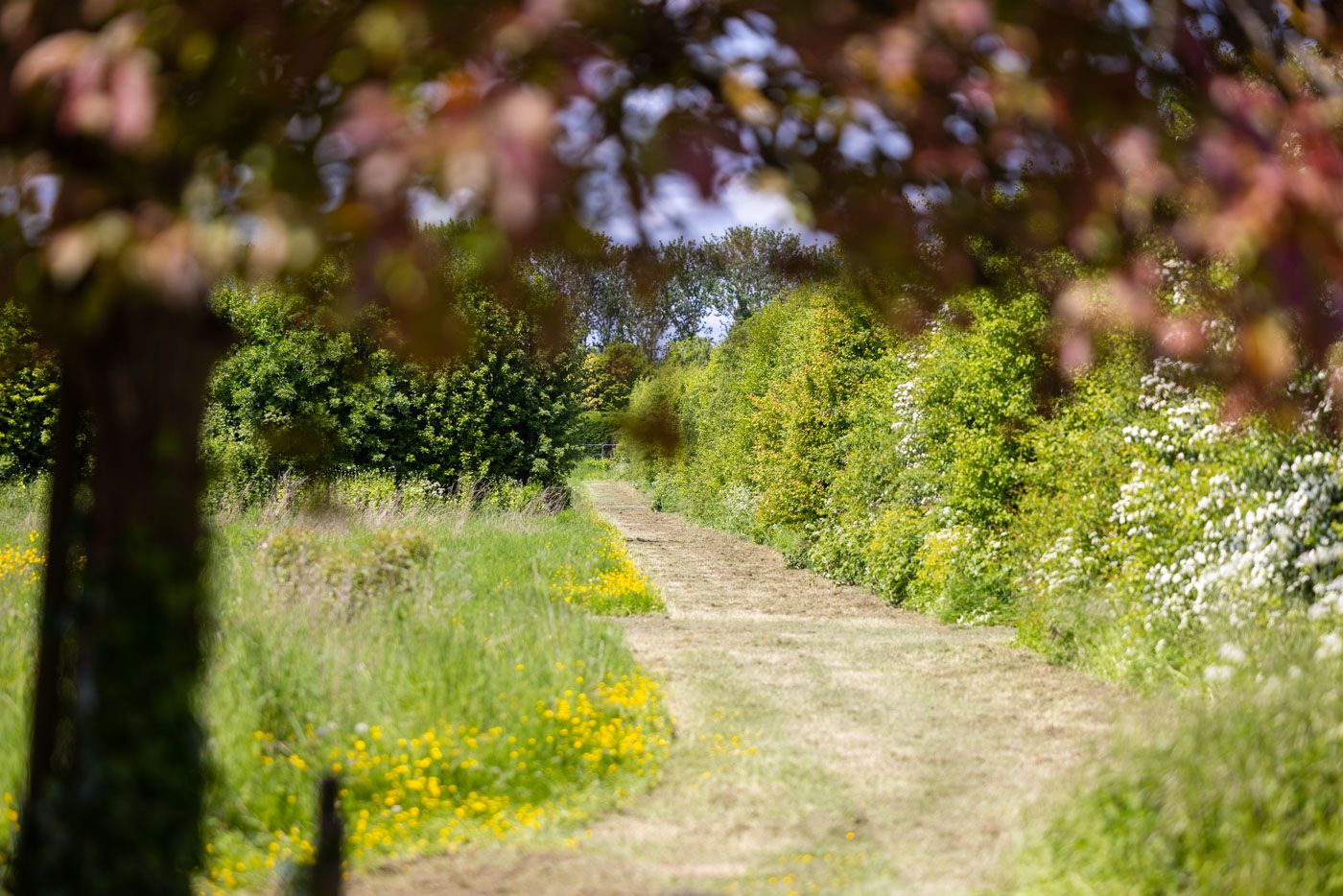 A winding dirt path through a lush garden with pink blooms and green foliage on a sunny summer day.