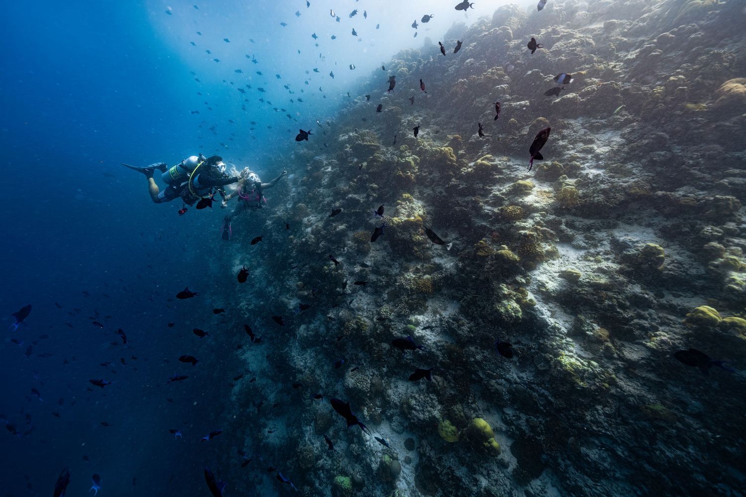 Scuba diver explores vibrant coral reef wall with schools of tropical fish swimming in crystal clear blue waters.