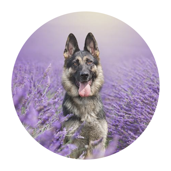 German Shepherd dogs photographed in oval frames against purple lavender background.