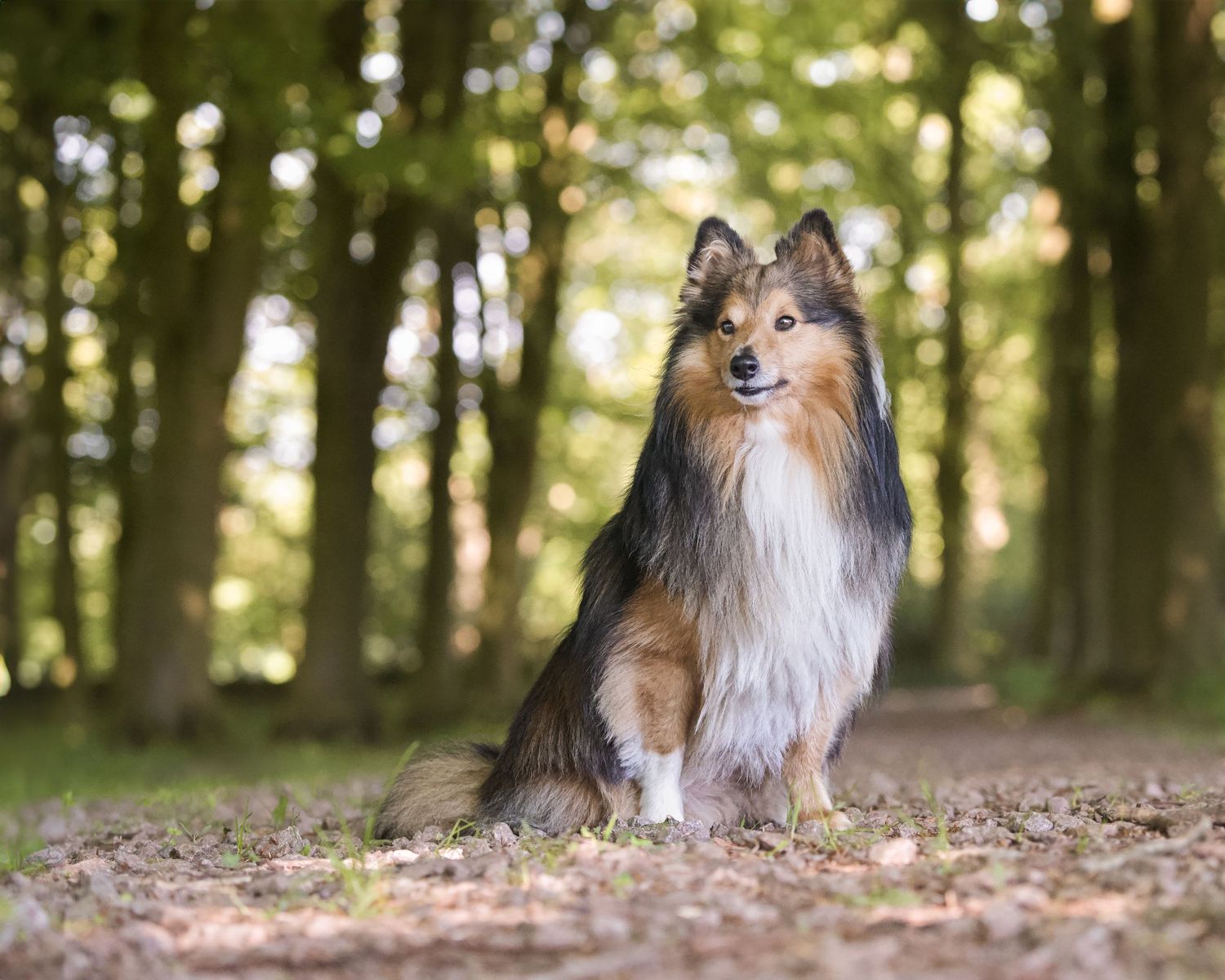 Series of artistic dog portraits taken in a sunlit forest setting.