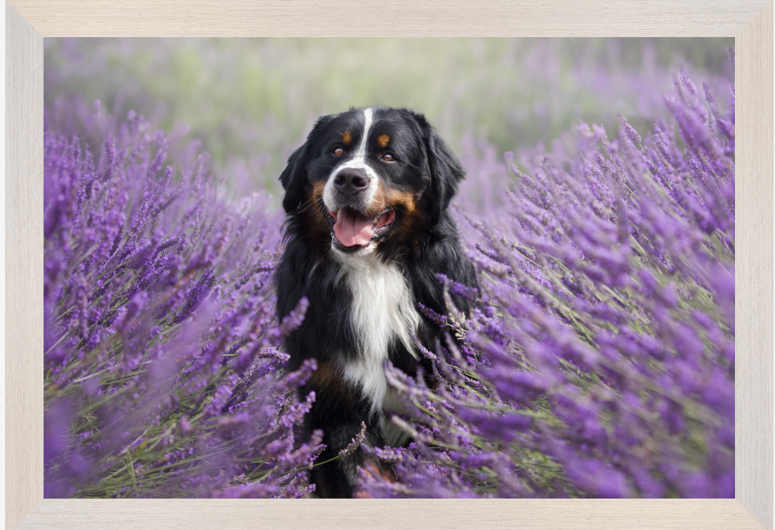 Series of dog portraits set among blooming purple lavender fields.