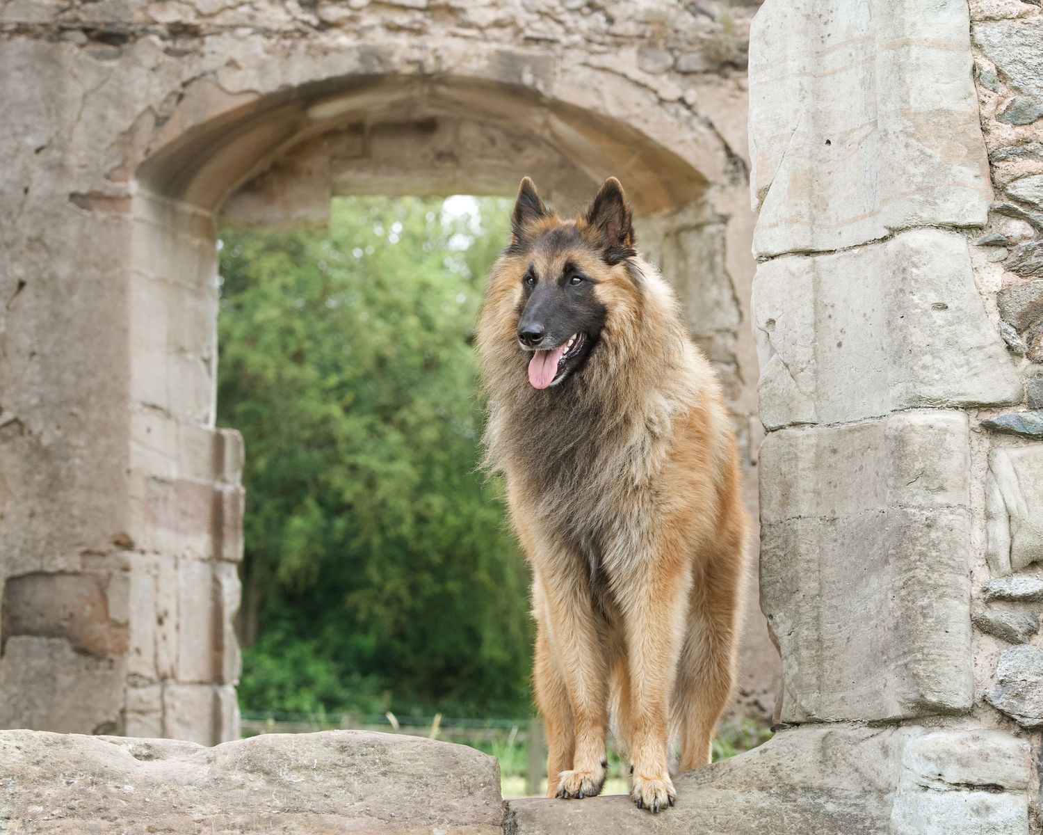 Collection of dog photographs captured against historic stone architecture.