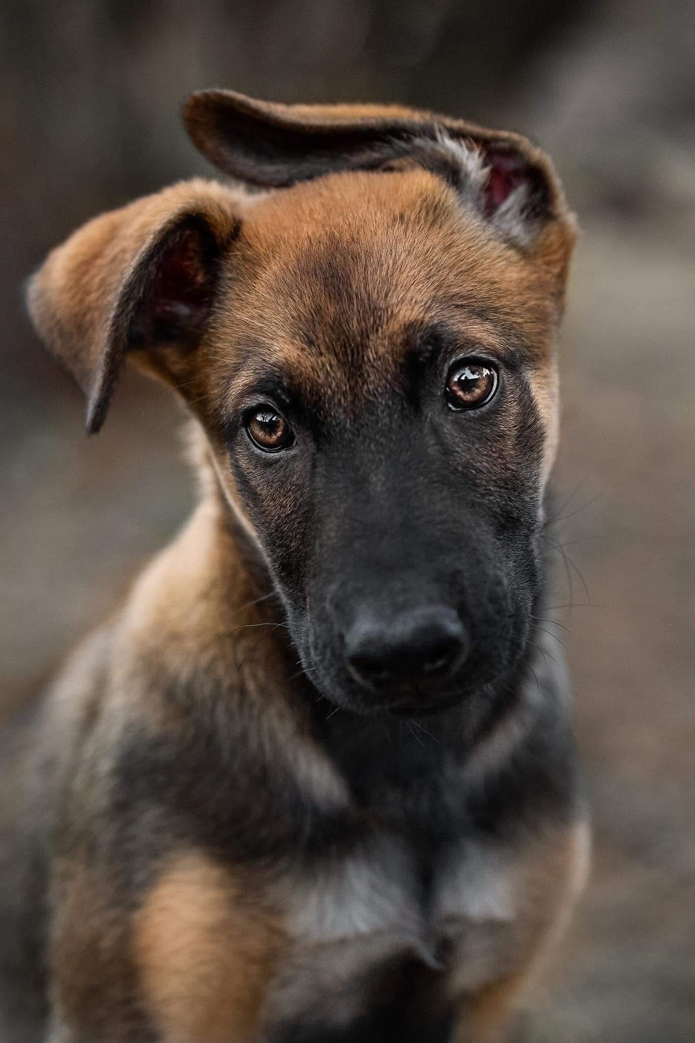 Close-up portrait series of a Belgian Malinois showing different facial expressions.