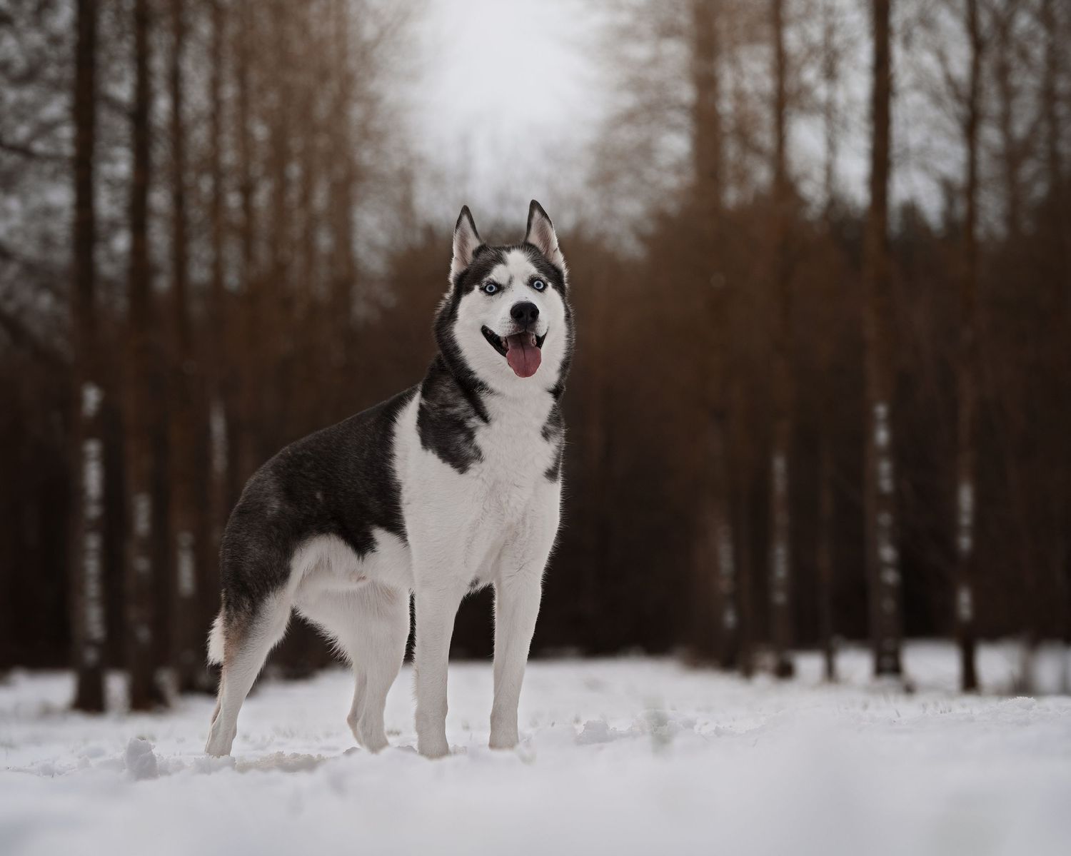 A black and white Husky dog stands alert in a snowy winter forest landscape with bare trees in the background.