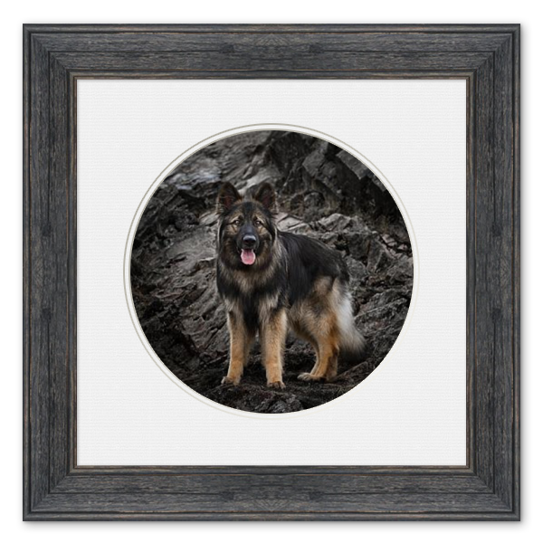 Black and tan dogs photographed in dramatic oval frames against dark backgrounds.