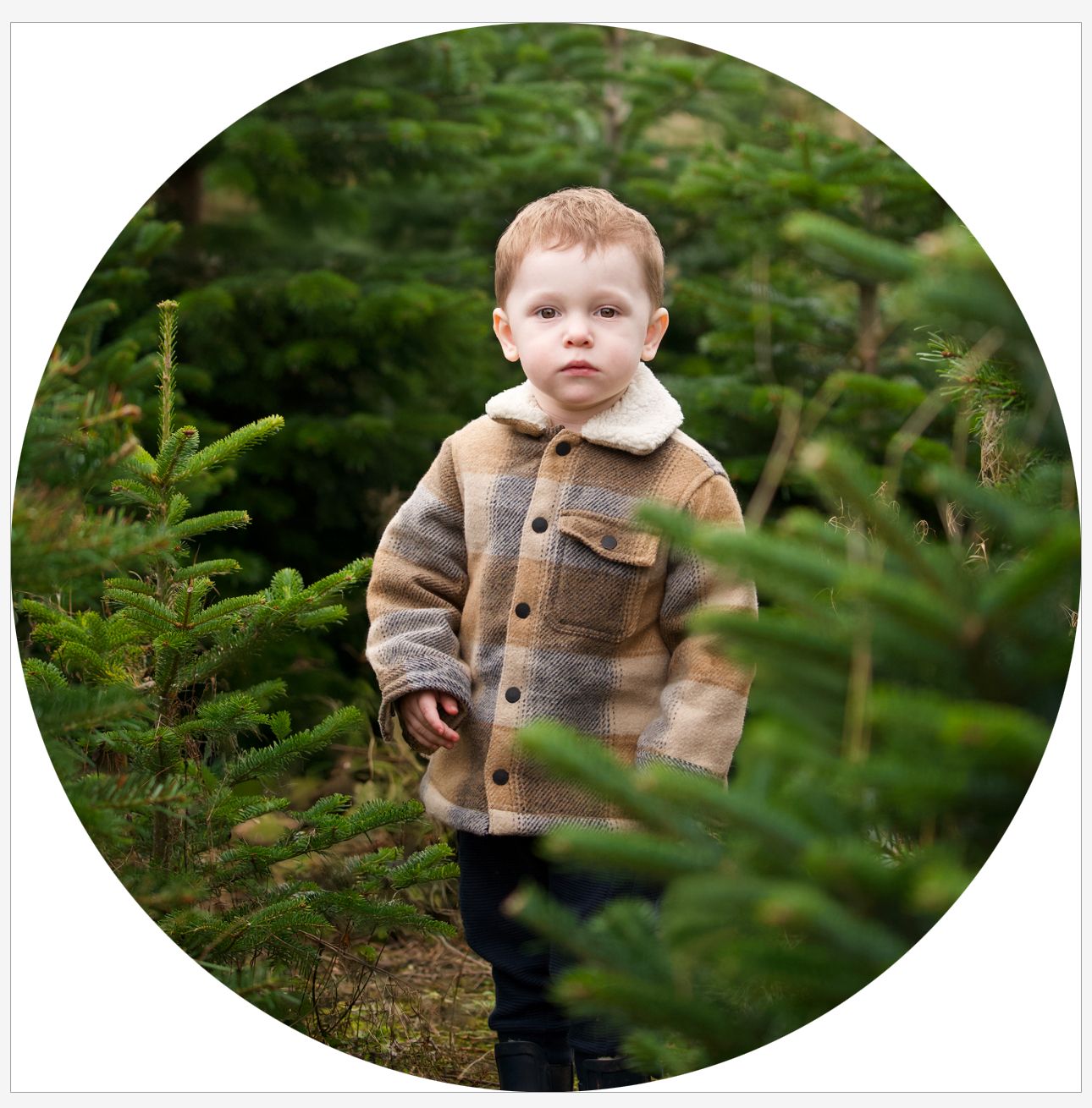 Forest scene with evergreen trees creating a natural oval frame.