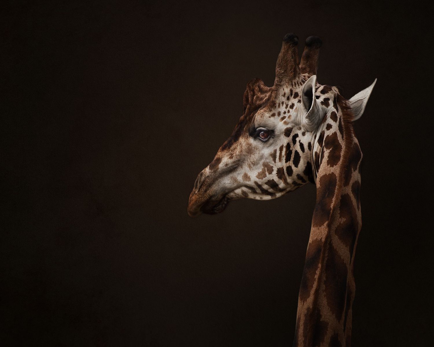 Close-up profile view of a giraffe's head and neck against a dark background.