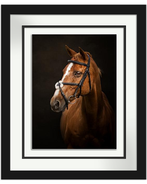 Elegant horse portraits in black and white frames showing close-ups of chestnut horses against dark backgrounds.