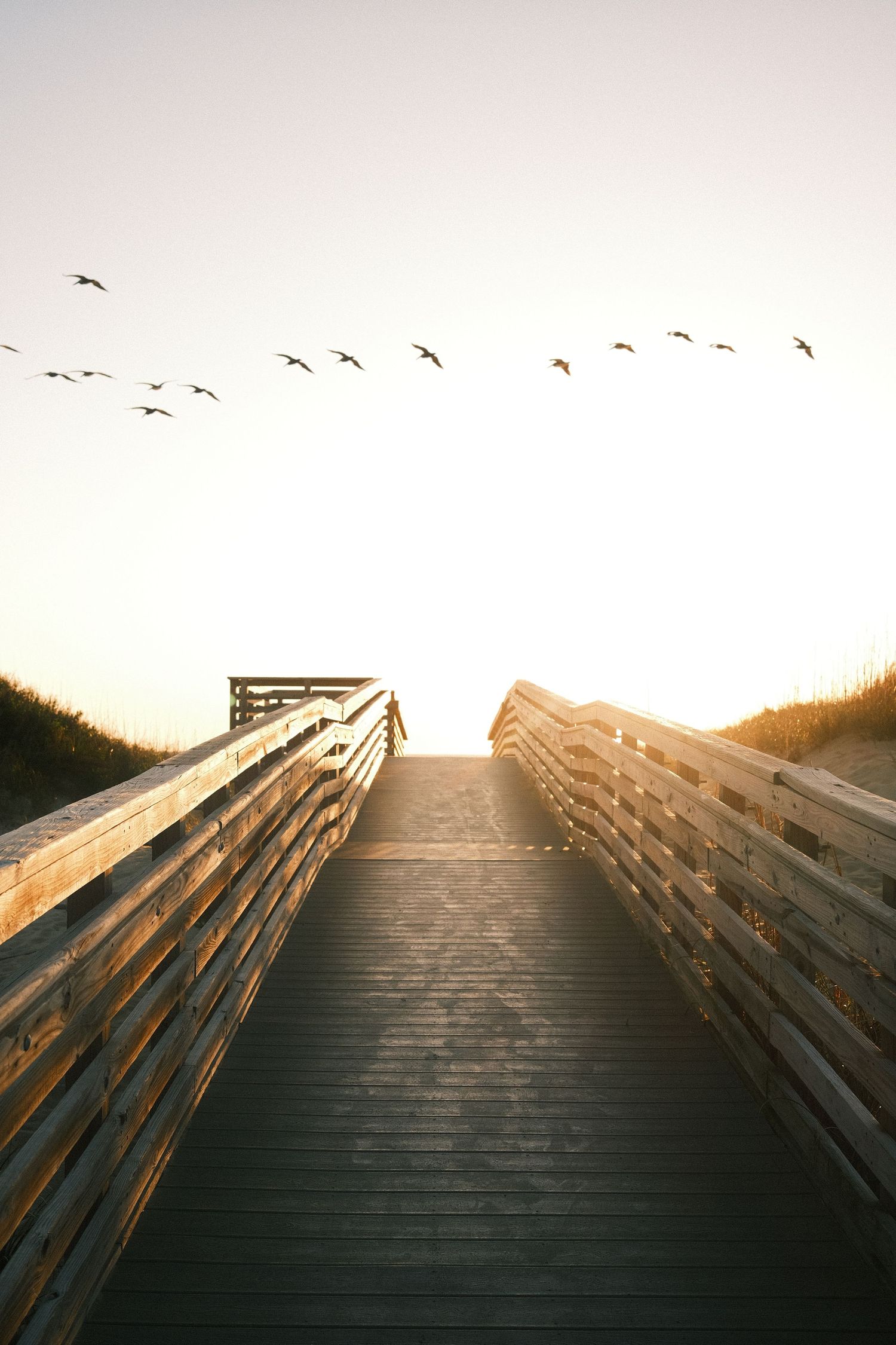 A wooden boardwalk leads across a grassy field, with a flock of birds flying overhead against a clear sky.