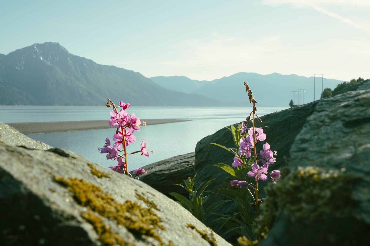Pink wildflowers growing between rocks with a serene mountain lake and misty peaks in the background.