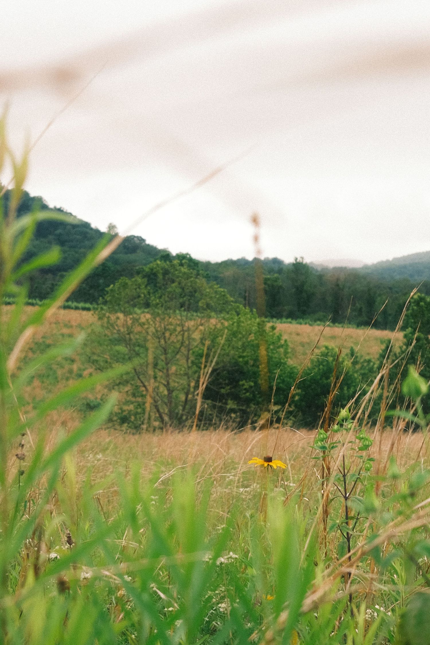 A scenic rural landscape with rolling hills, lush green vegetation, and a blurred structure in the distance.